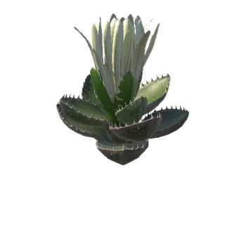 Flower_Faucaria tigrina3 5